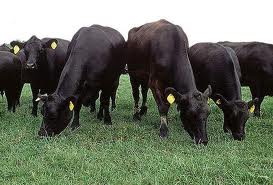 cattle